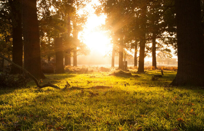 photo of sun coming through the trees